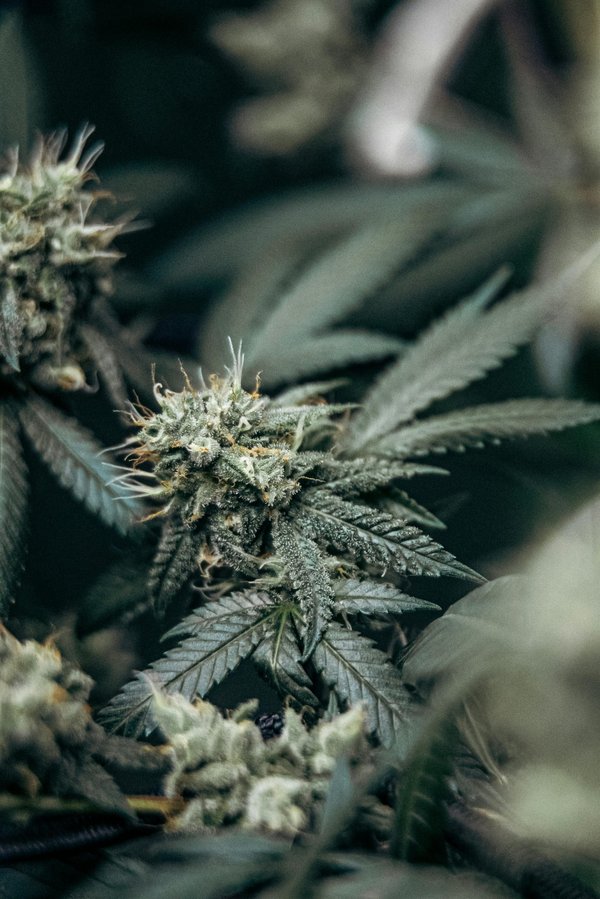 Fleurs de chanvre : découvrez leur richesse et leurs bienfaits